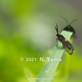 Photos: yamanao999_insect2021_033