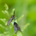 Photos: yamanao999_insect2021_032