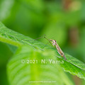 Photos: yamanao999_insect2021_044