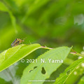 Photos: yamanao999_insect2021_060