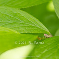 Photos: yamanao999_insect2021_054