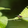Photos: yamanao999_insect2021_067
