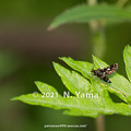 Photos: yamanao999_insect2021_064
