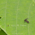 Photos: yamanao999_insect2021_070