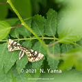 yamanao999_insect2021_110