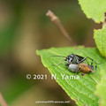 Photos: yamanao999_insect2021_103