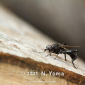 Photos: yamanao999_insect2021_123