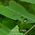Photos: yamanao999_insect2021_139