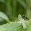 Photos: yamanao999_insect2021_176