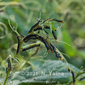 yamanao999_insect2021_184