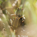 yamanao999_insect2021_216