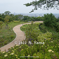 Photos: 2022年6月11日、卯辰山公園 眺望の丘