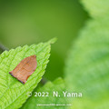 yamanao999_insect2022_077