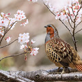 Photos: 桜とコジュケイ　6