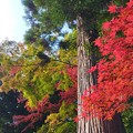 Photos: AIスマホ：筑波山の紅葉（其の１）