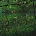 Photos: 森の緑