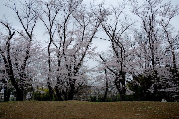 桜の丘
