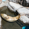 Photos: 猛獣館299 ゴマフアザラシのプール