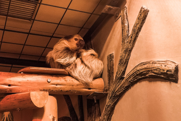 Photos: 夜行性動物館のフタユビナマケモノ