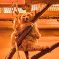 Photos: 夜行性動物館のレッサースローロリス
