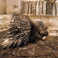 Photos: 夜行性動物館のアフリカタテガミヤマアラシ