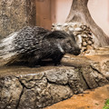 Photos: 夜行性動物館のアフリカタテガミヤマアラシ