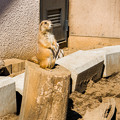 Photos: ふれあい動物園のプレーリードッグ