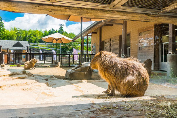Photos: 日本平動物園 カピバラ舎