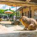 Photos: 日本平動物園 カピバラ舎