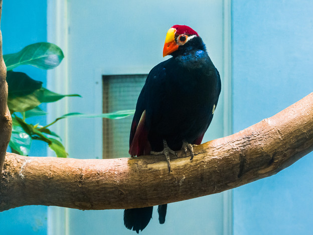 熱帯鳥類館のニシムラサキエボシドリ