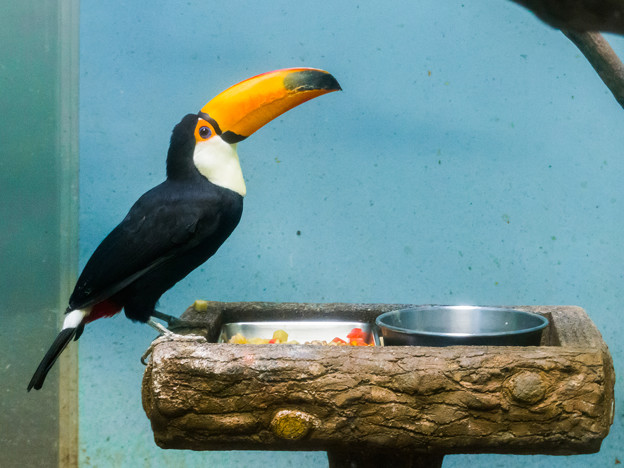 熱帯鳥類館のオニオオハシ