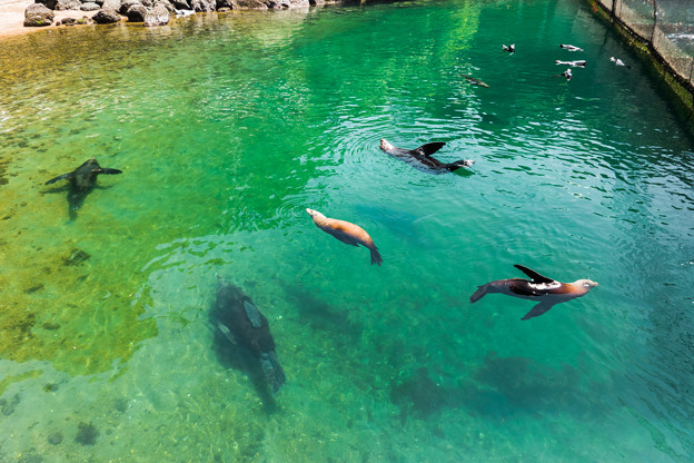 自然飼育場で泳ぐ海獣たち