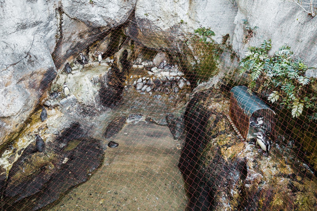 自然飼育場 フンボルトペンギンの岩場