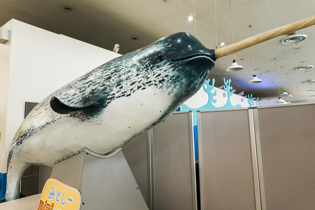 イッカククジラの模型