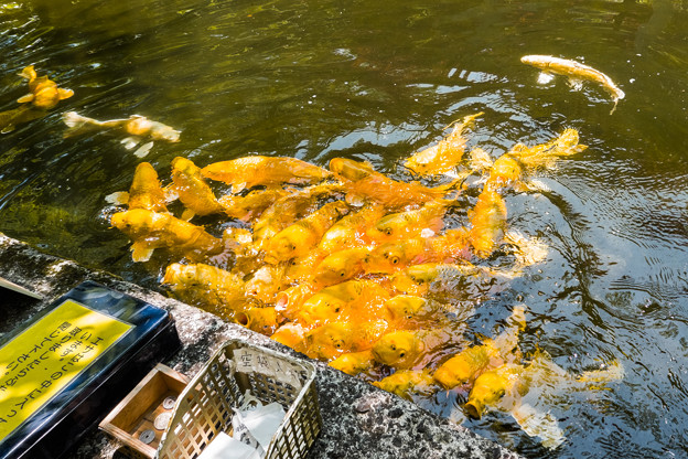 黄金池の黄金鯉