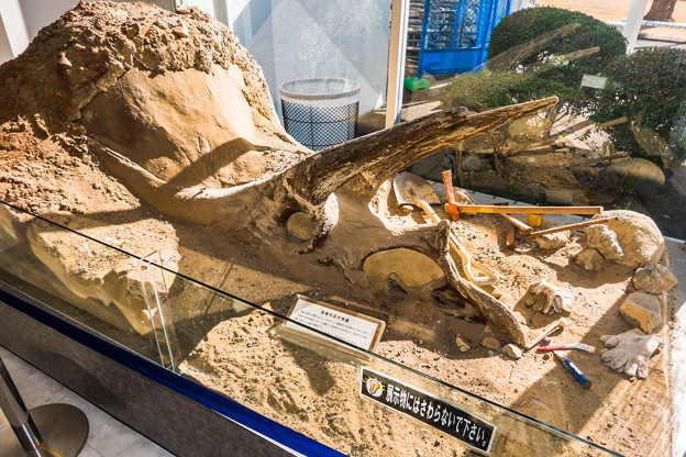恐竜化石の発掘の様子
