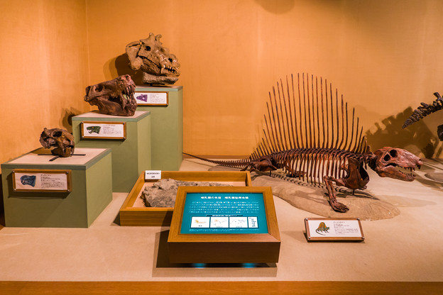哺乳類型爬虫類の化石