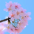 玉繩桜