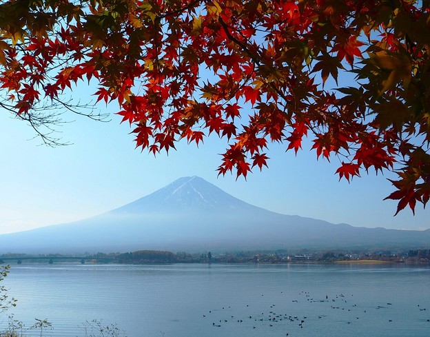 富士山と紅葉1