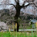 Photos: 1413 土筆と桜