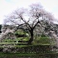 Photos: 1414 春告桜