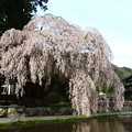 Photos: 1417 春日神明神社の桜