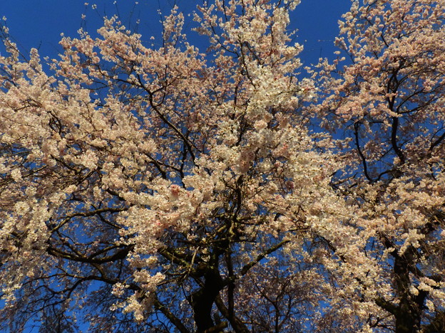 1423 林陽寺の桜