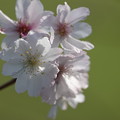 比々多神社の十月桜