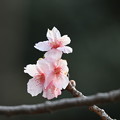 Photos: 河津桜が開花