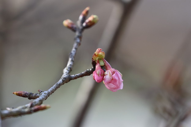 河津桜が開花