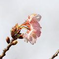 Photos: 河津桜が開花