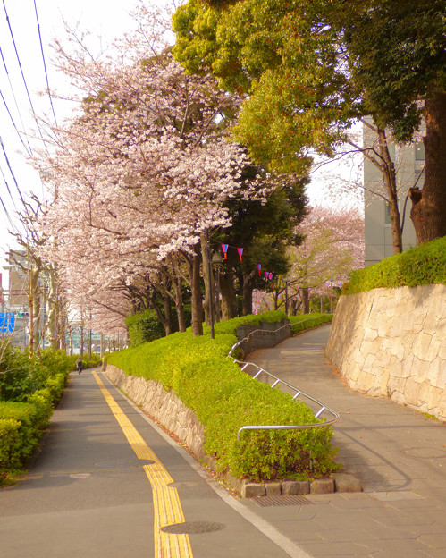 飛鳥山公園の桜 2016.3.31