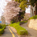 飛鳥山公園の桜 2016.3.31