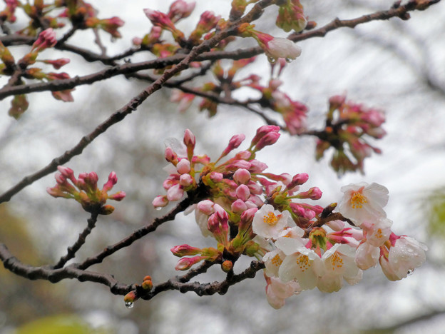 Photos: 飛鳥山の桜も開花 2022.3.22